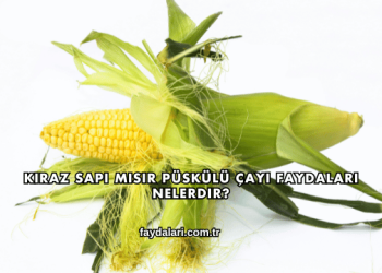 Kiraz Sapı Mısır Püskülü Çayı Faydaları Nelerdir?