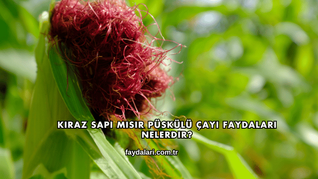 Kiraz Sapı Mısır Püskülü Çayı Faydaları Nelerdir?