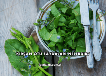 Kırçan Otu Faydaları Nelerdir?