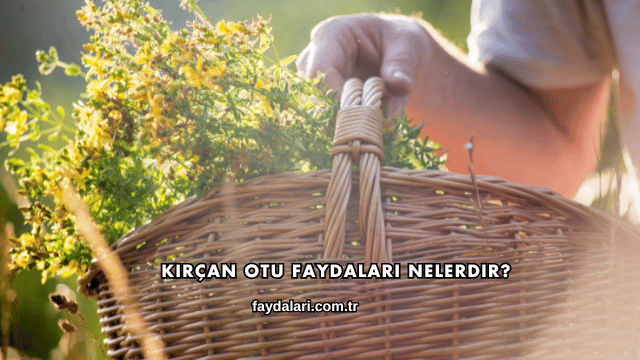 Kırçan Otu Faydaları Nelerdir?