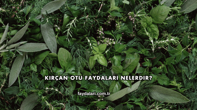Kırçan Otu Faydaları Nelerdir?