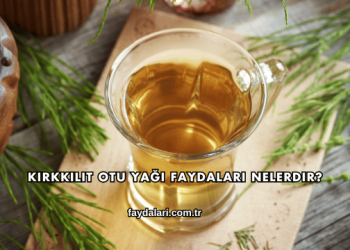 Kırkkilit Otu Yağı Faydaları Nelerdir?