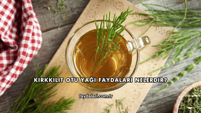 Kırkkilit Otu Yağı Faydaları Nelerdir?