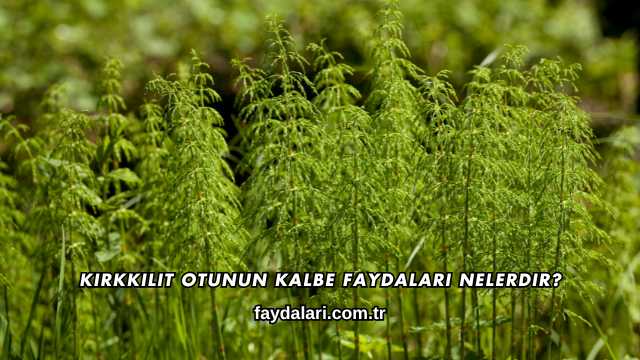 Kırkkilit Otunun Kalbe Faydaları Nelerdir?