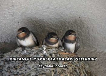 Kırlangıç Yuvası Faydaları Nelerdir?