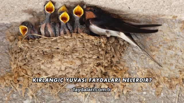 Kırlangıç Yuvası Faydaları Nelerdir?