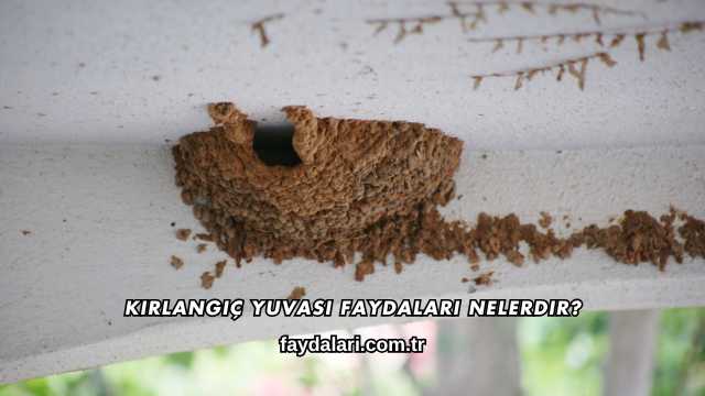 Kırlangıç Yuvası Faydaları Nelerdir?