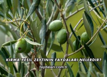Kırma Yeşil Zeytinin Faydaları Nelerdir?