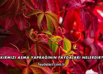 Kırmızı Asma Yaprağının Faydaları Nelerdir?