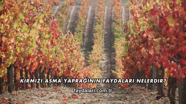Kırmızı Asma Yaprağının Faydaları Nelerdir?