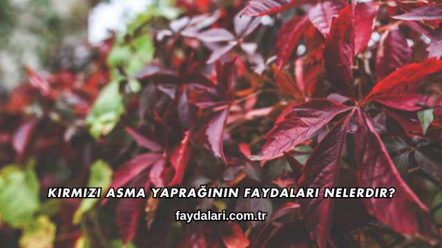 Kırmızı Asma Yaprağının Faydaları Nelerdir?
