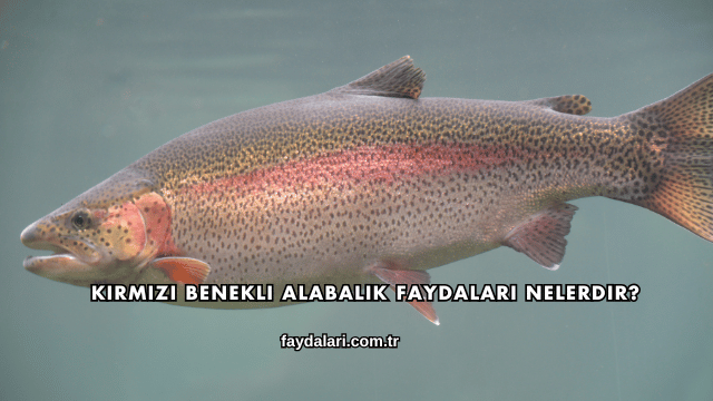 Kırmızı Benekli Alabalık Faydaları Nelerdir?