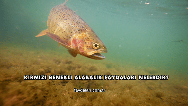 Kırmızı Benekli Alabalık Faydaları Nelerdir?