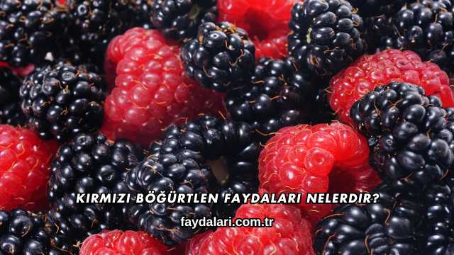 Kırmızı Böğürtlen Faydaları Nelerdir?