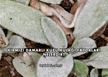 Kırmızı Damarlı Kuzu Kulağı Faydaları Nelerdir?