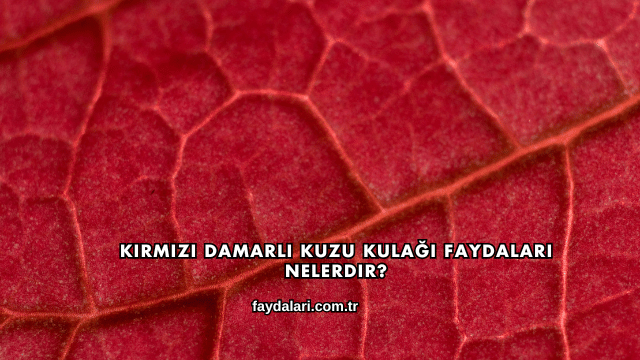 Kırmızı Damarlı Kuzu Kulağı Faydaları Nelerdir?