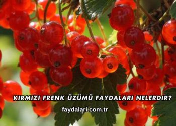 Kırmızı Frenk Üzümü Faydaları Nelerdir?