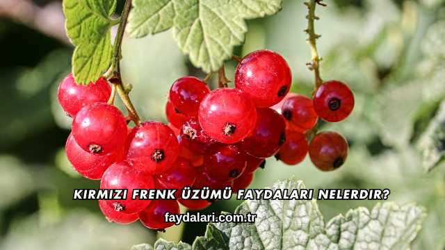 Kırmızı Frenk Üzümü Faydaları Nelerdir?