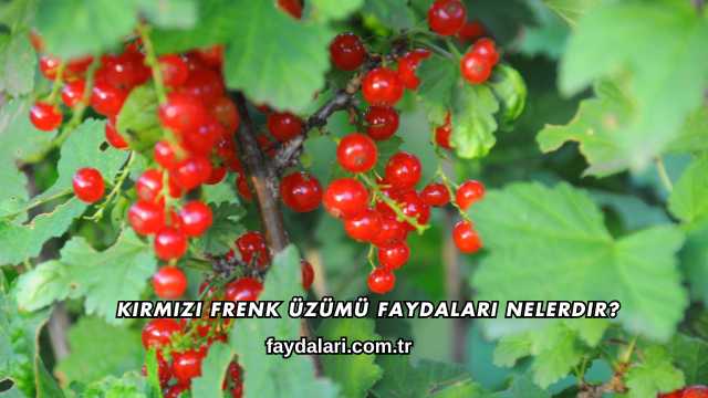 Kırmızı Frenk Üzümü Faydaları Nelerdir?