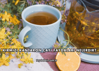 Kırmızı Kantaron Çayı Faydaları Nelerdir?