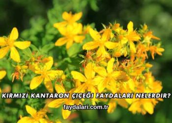 Kırmızı Kantaron Çiçeği Faydaları Nelerdir?