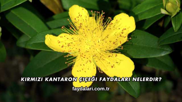 Kırmızı Kantaron Çiçeği Faydaları Nelerdir?