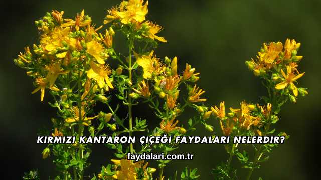 Kırmızı Kantaron Çiçeği Faydaları Nelerdir?