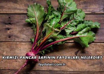 Kırmızı Pancar Sapının Faydaları Nelerdir?
