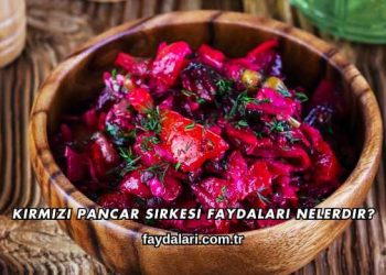 Kırmızı Pancar Sirkesi Faydaları Nelerdir?