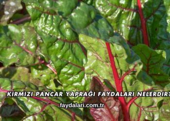 Kırmızı Pancar Yaprağı Faydaları Nelerdir?