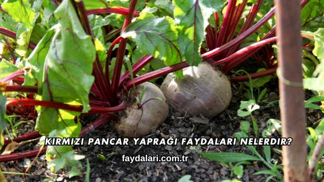 Kırmızı Pancar Yaprağı Faydaları Nelerdir?