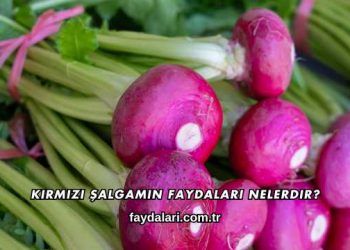 Kırmızı Şalgamın Faydaları Nelerdir?