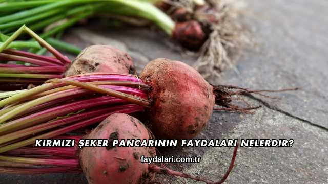 Kırmızı Şeker Pancarının Faydaları Nelerdir?