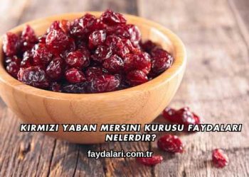 Kırmızı Yaban Mersini Kurusu Faydaları Nelerdir?