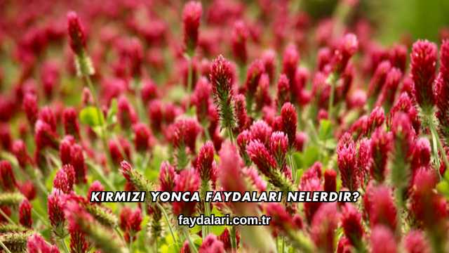 Kırmızı Yonca Faydaları Nelerdir?