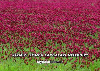 Kırmızı Yonca Faydaları Nelerdir?