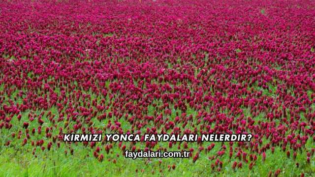 Kırmızı Yonca Faydaları Nelerdir?