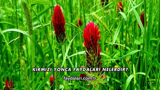 Kırmızı Yonca Faydaları Nelerdir?