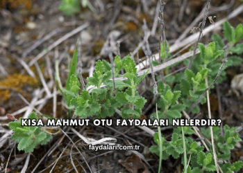 Kısa Mahmut Otu Faydaları Nelerdir?