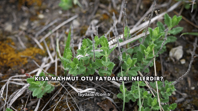 Kısa Mahmut Otu Faydaları Nelerdir?