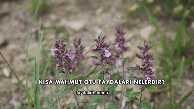 Kısa Mahmut Otu Faydaları Nelerdir?