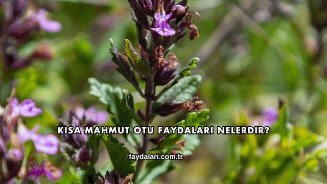 Kısa Mahmut Otu Faydaları Nelerdir?