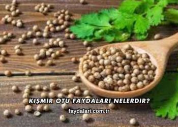 Kişmir Otu Faydaları Nelerdir?