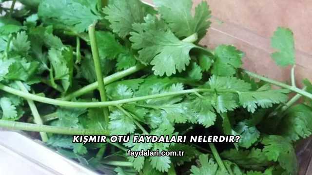 Kişmir Otu Faydaları Nelerdir?
