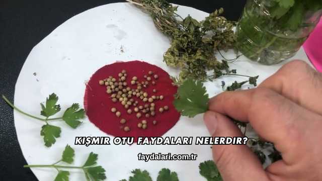 Kişmir Otu Faydaları Nelerdir?