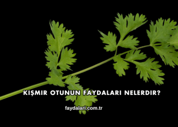 Kişmir Otunun Faydaları Nelerdir?