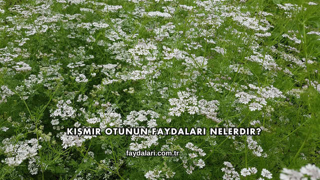 Kişmir Otunun Faydaları Nelerdir?