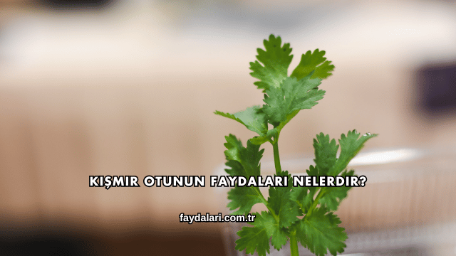 Kişmir Otunun Faydaları Nelerdir?