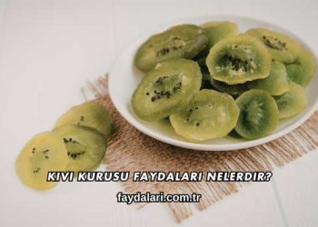 Kivi Kurusu Faydaları Nelerdir?