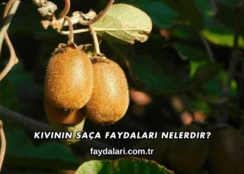 Kivinin Saça Faydaları Nelerdir?